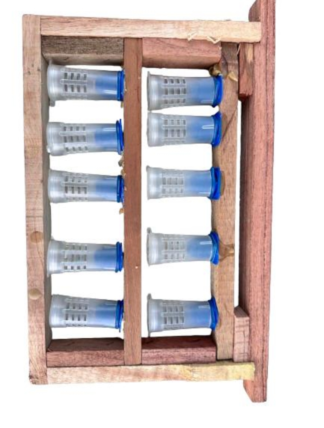 Queen grafting frame cerana